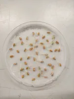 Evaluación de especies sensibles a metabolitos fitotóxicos mediante bioensayos de germinación