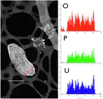 U(VI) Reduction by a Diversity of Outer Surface c-Type Cytochromes of Geobacter sulfurreducens