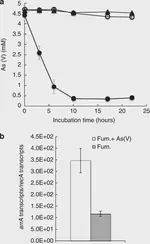 Characterization and Quantification of Arsenic Respiratory and Resistant Genes during In Situ Uranium Bioremediation