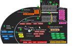 Proteome of Geobacter sulfurreducens in the presence of U(VI)